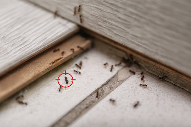 Best Flea Control Services  in Beesleys Point, NJ