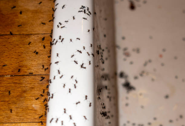 Pest Control for Restaurants in Beesleys Point, NJ