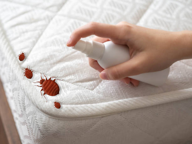 Best Wasp Removal Services  in Beesleys Point, NJ