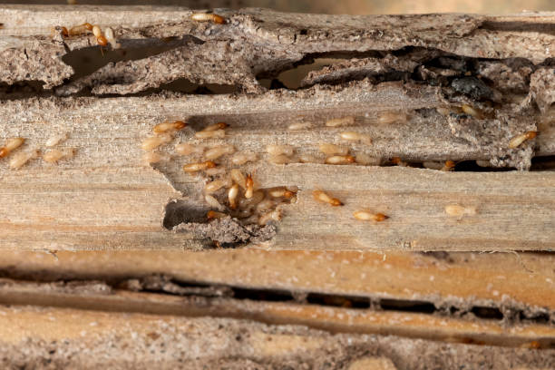 Flea Control Services in Beesleys Point, NJ